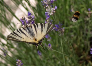 Hummel und Schmetterling beim Swing